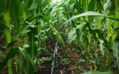 Six-Times-Higher-Yields