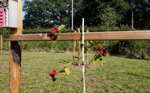 Flowering and fruit-bearing plants were selected for the new garden as they provide food for various species of insects, birds and mammals.