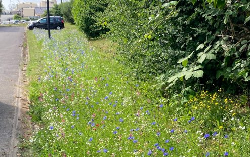 Converting lawns into meadows is one of the most effective ways to promote biodiversity in urban areas.