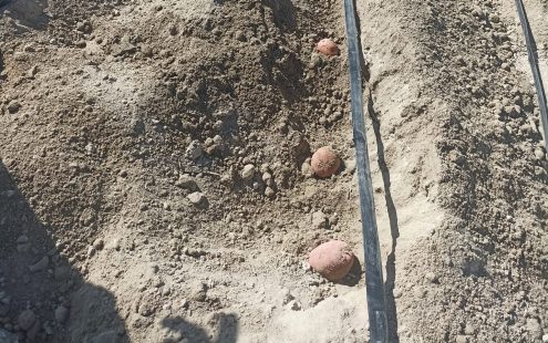 One of Central Anatolia's major potato producers made the decision to invest in a water-saving precision irrigation setup for their potato fields