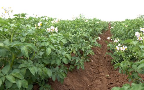 One of Central Anatolia's major potato producers made the decision to invest in a water-saving precision irrigation setup for their potato fields