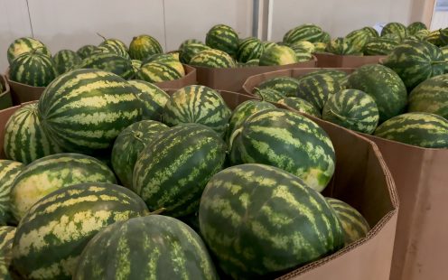 Leading watermelon producers and wholesalers in Ialomita County, Romania