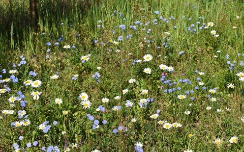 Biodiversity Growth in Kartoszyno
