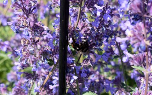 Biodiversity Growth in Kartoszyno