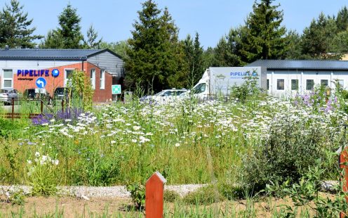 Biodiversity Growth in Kartoszyno