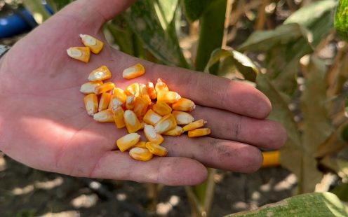 Corn Drip Sprinkler vs. Drip Irrigation for Corn Farming | Pipelife