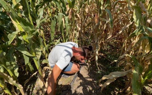 Sprinkler vs. Drip Irrigation for Corn Farming: A Case Study