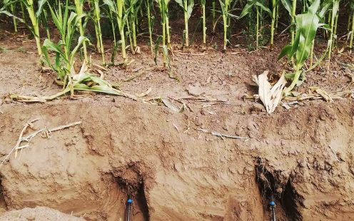 Subsurface drip irrigation | Pipelife