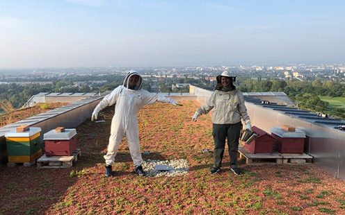 Honeybees on Pipelife HQ Rooftop