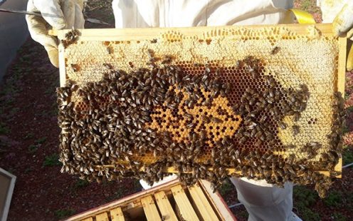 Honeybees on Pipelife HQ Rooftop