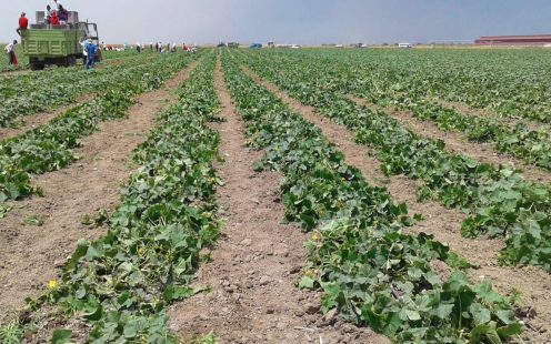 150 hectares of cucumber fields are sure to bring optimal yields