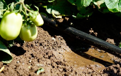 500 hectares tomato fields will thrive independant of precipitation