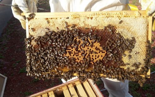 Settling in: after relocation from the roof of the Federal Educational Institute for the Blind in Vienna to Wienerberger’s headquarters, the bees need time to adjust to their new surroundings.