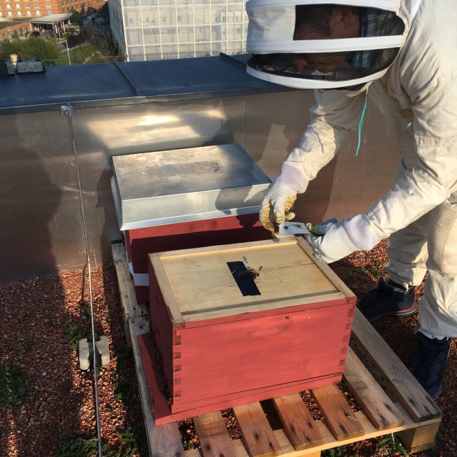 Pipelife's resident bee keeper David Graham inspects the bee hive